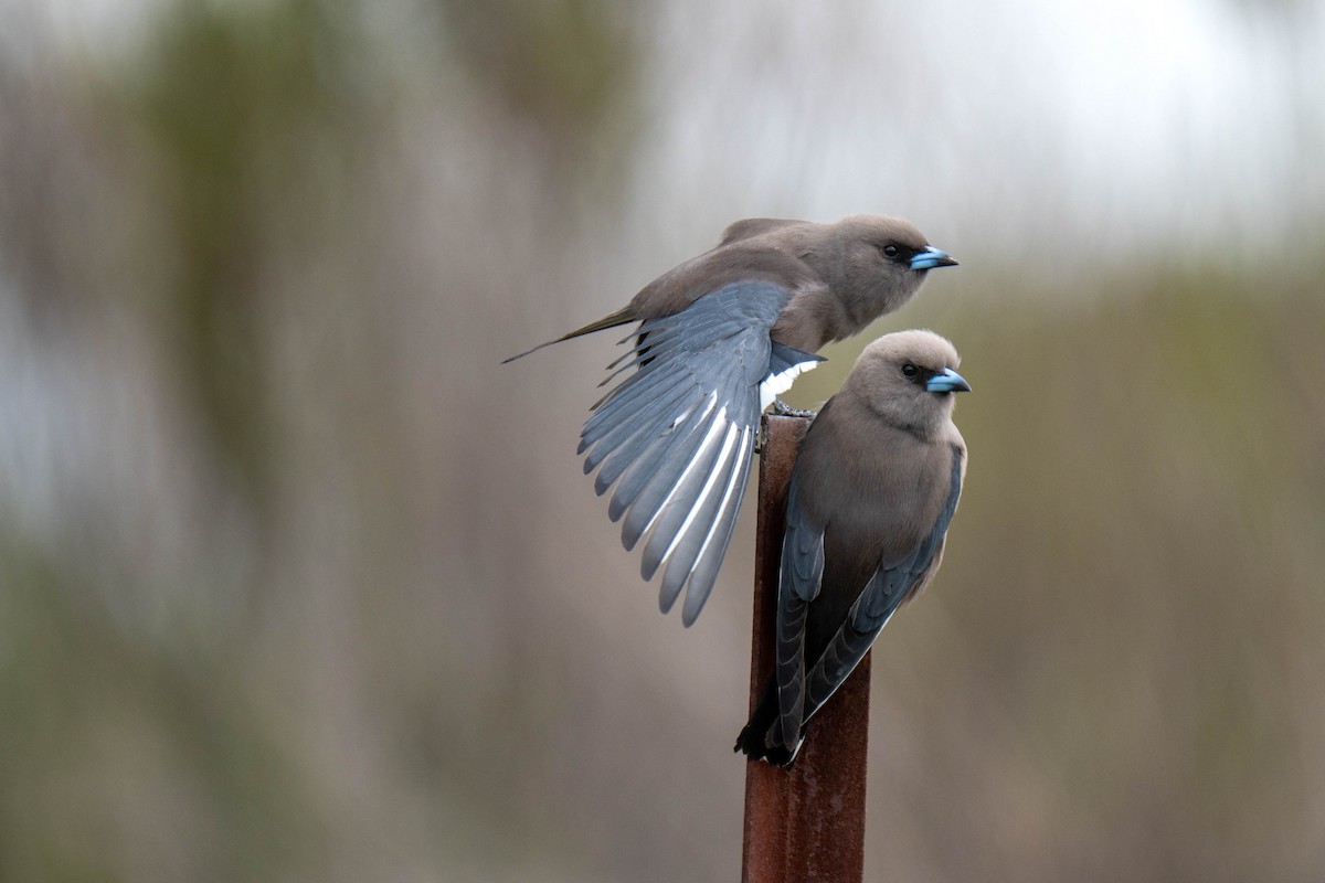 Dusky Woodswallow - ML642800568