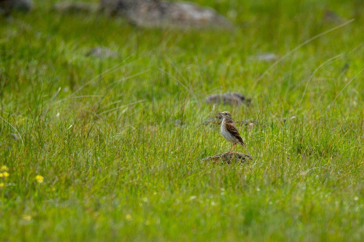 Australian Pipit - ML642800580
