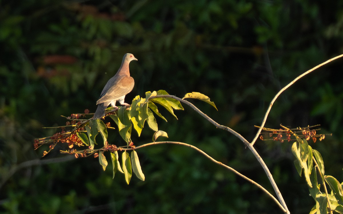 Pale-vented Pigeon - ML642800598