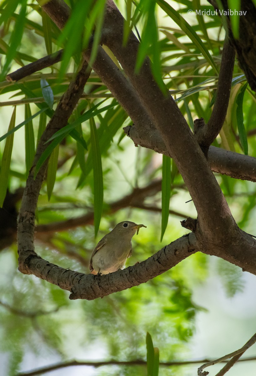Rusty-tailed Flycatcher - ML642800602