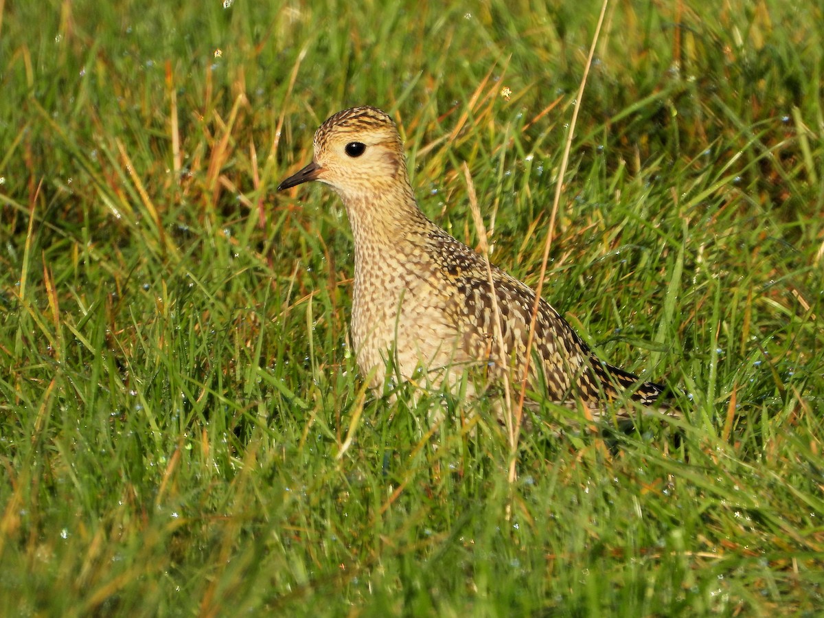 European Golden-Plover - ML642800606