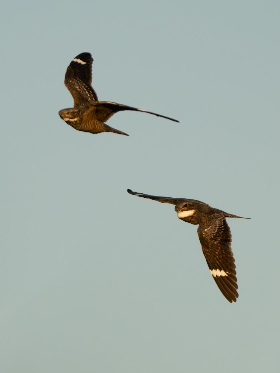 Lesser Nighthawk - ML642800607