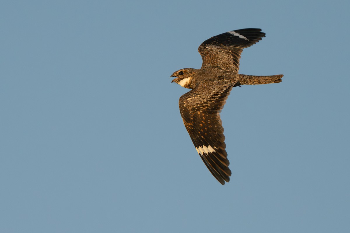 Lesser Nighthawk - ML642800608