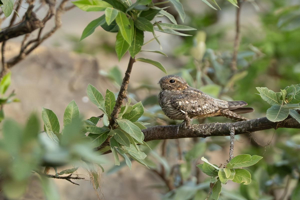 Lesser Nighthawk - ML642800609