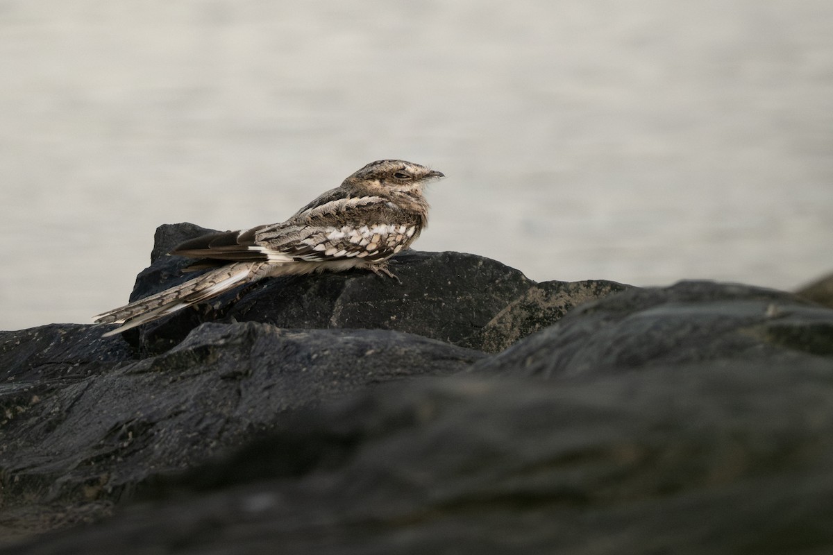 Ladder-tailed Nightjar - ML642800615