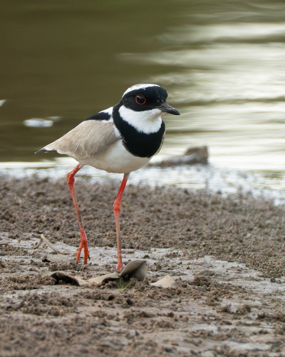 Pied Plover - ML642800618
