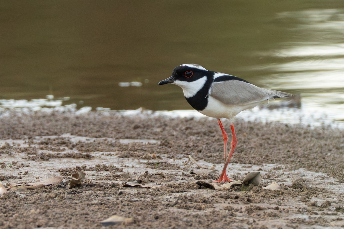 Pied Plover - ML642800619
