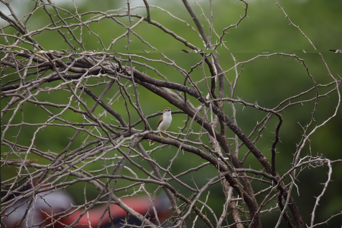 Yellow-eyed Babbler - ML642800620