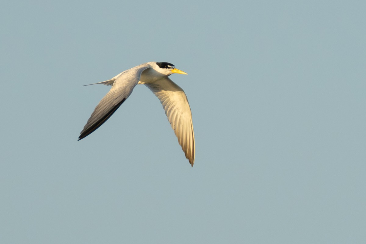 Yellow-billed Tern - ML642800623