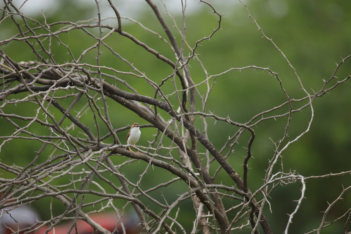 Yellow-eyed Babbler - ML642800624