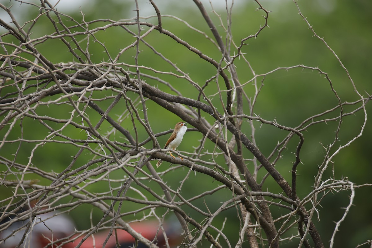 Yellow-eyed Babbler - ML642800625