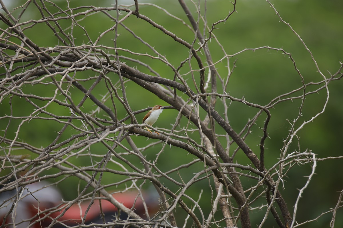Yellow-eyed Babbler - ML642800626