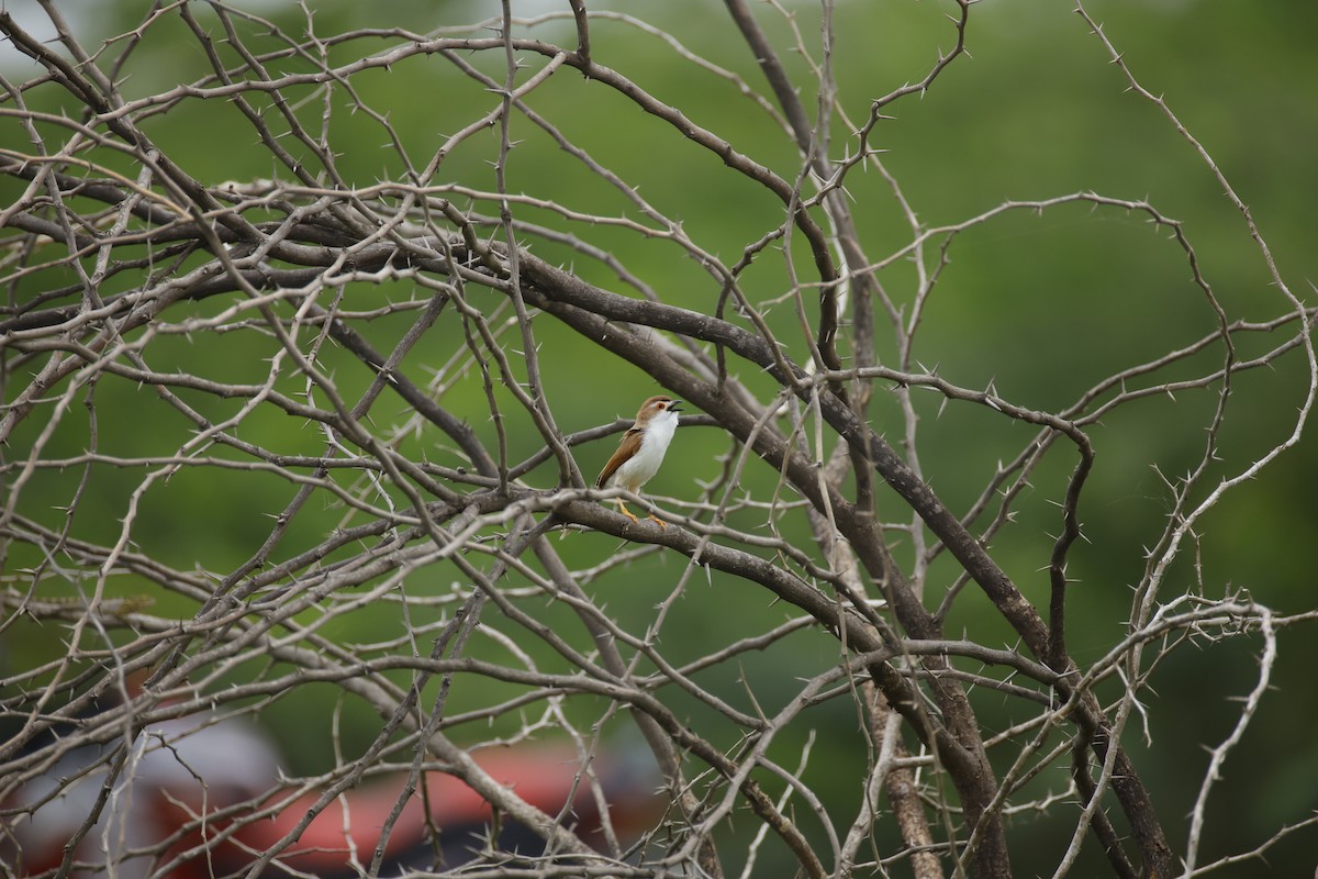 Yellow-eyed Babbler - ML642800627