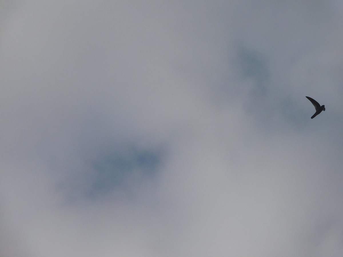 Australian Swiftlet - ML642800641