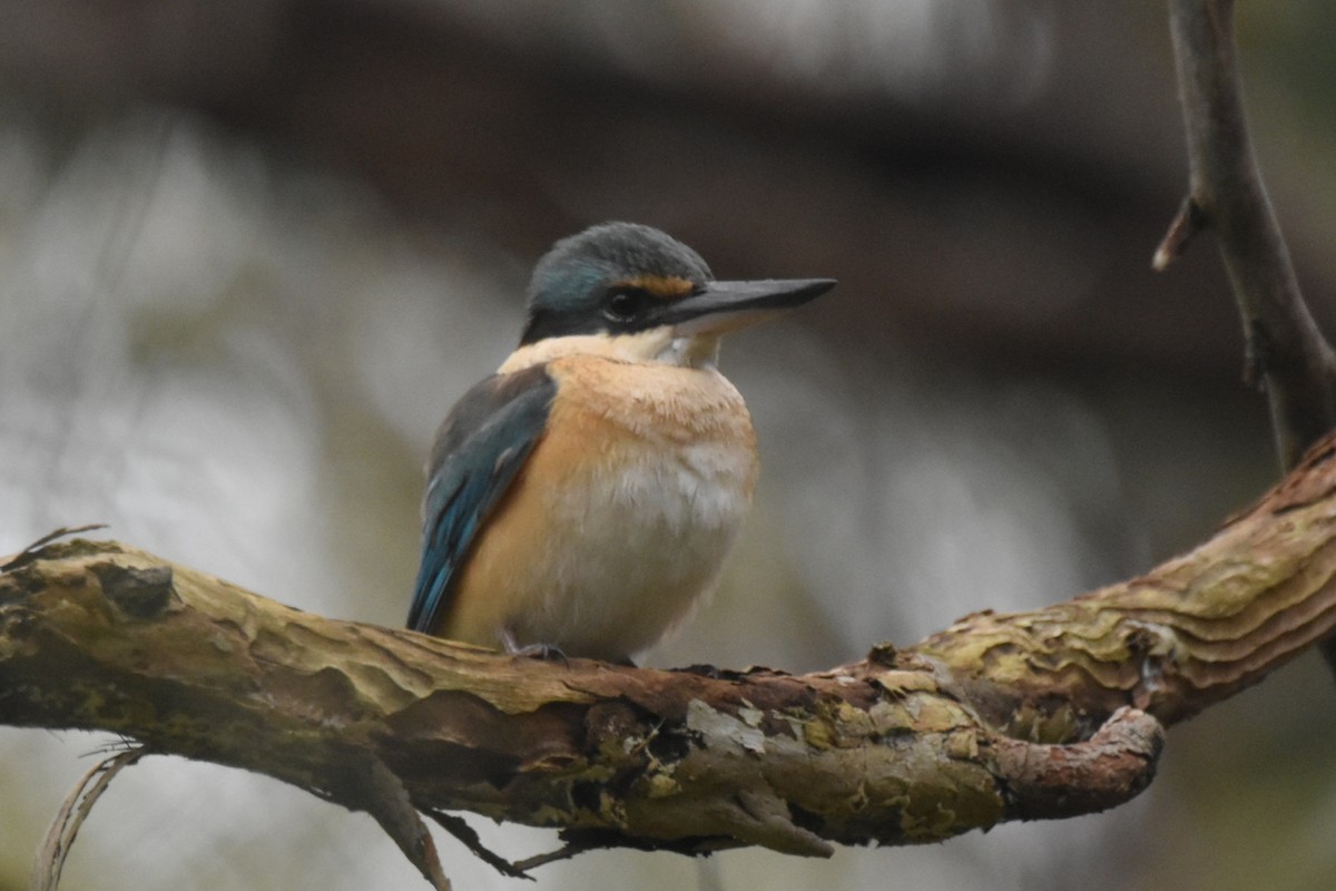 ledňáček posvátný - ML642800642