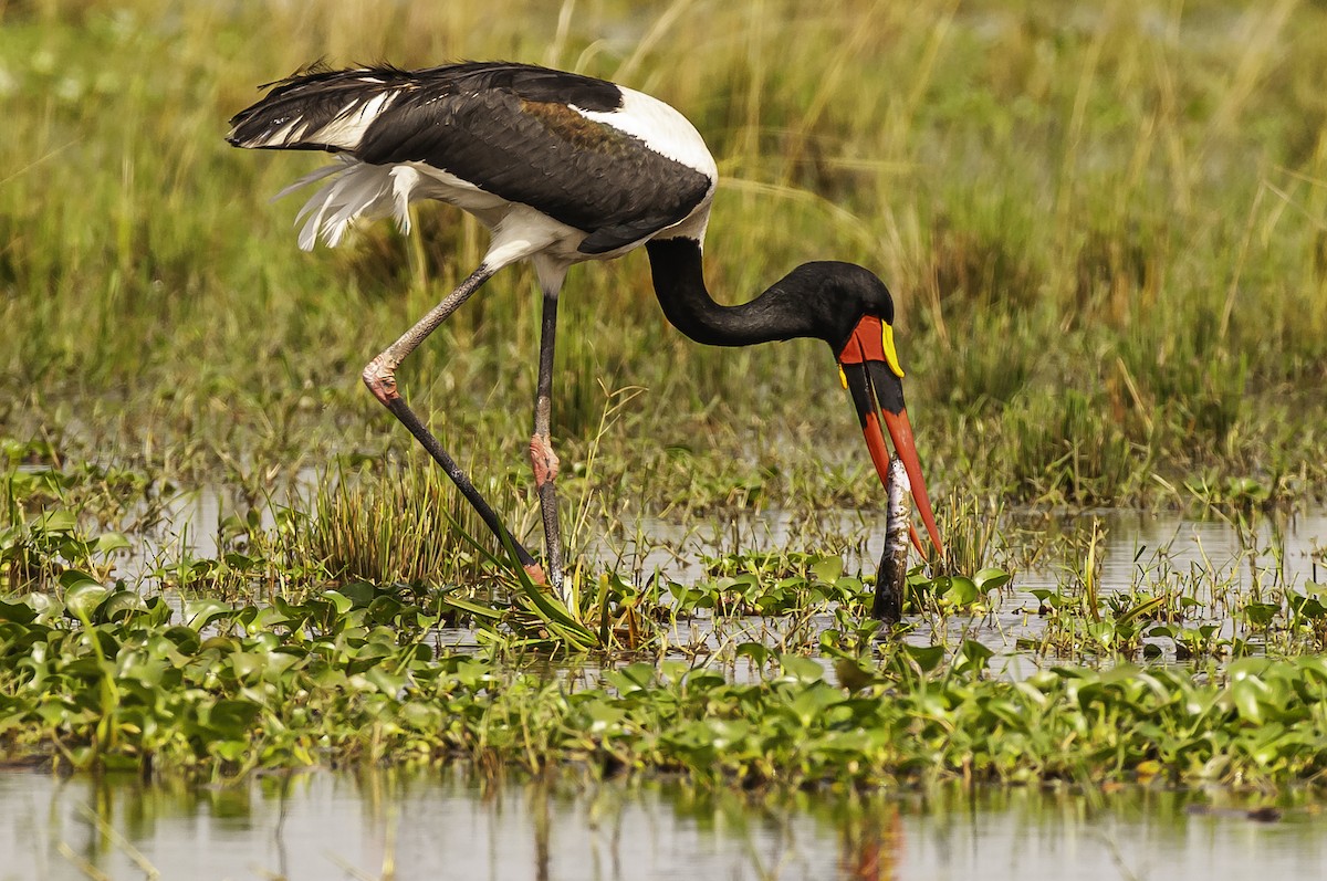 Jabiru d'Afrique - ML642800665