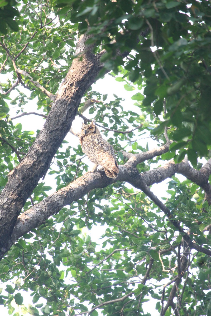 Rock Eagle-Owl - ML642800673