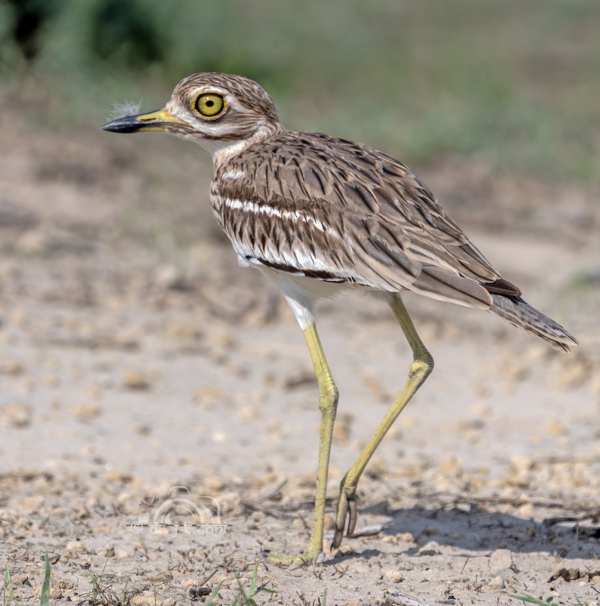 Indian Thick-knee - ML642800683