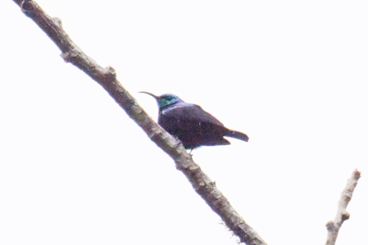 Malagasy Sunbird - ML642800696
