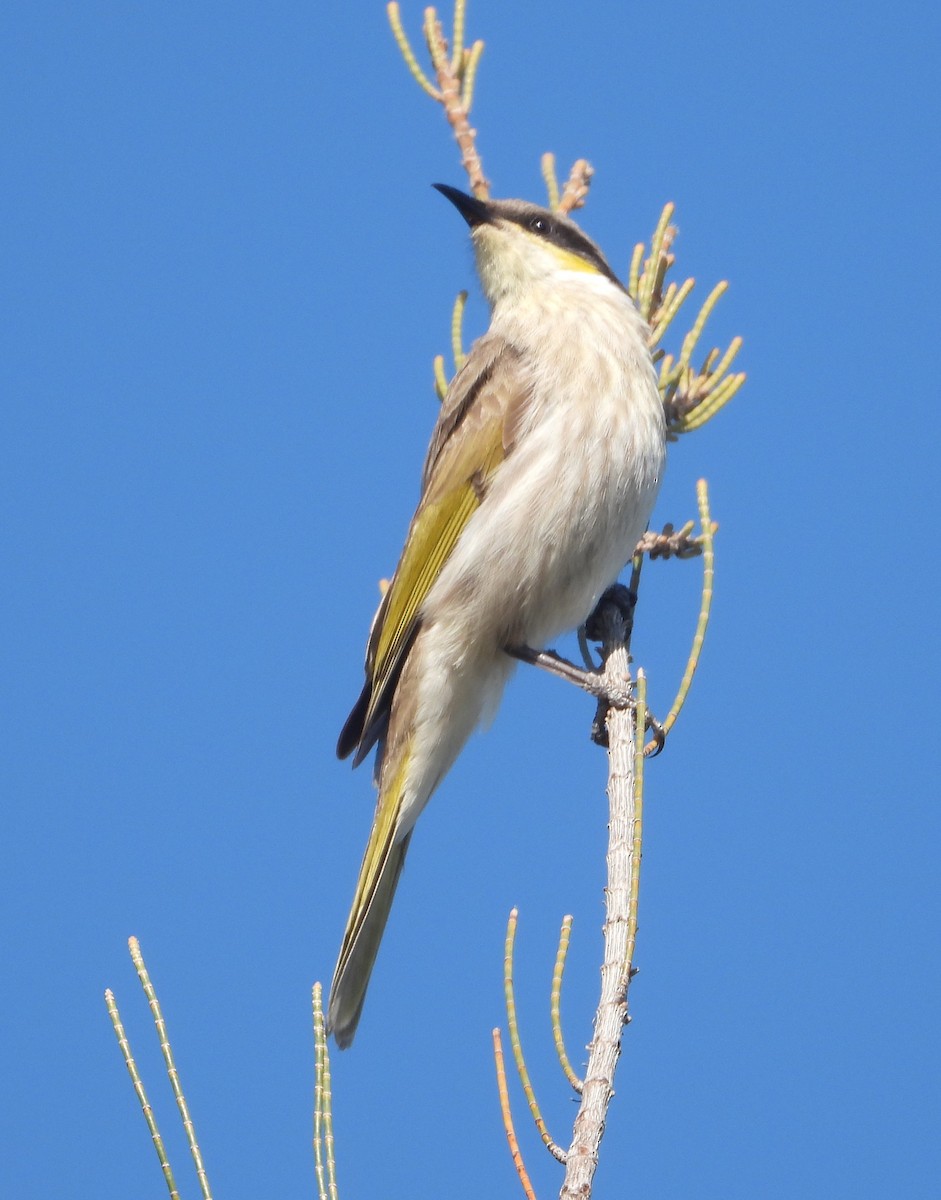 Singing Honeyeater - ML642800746