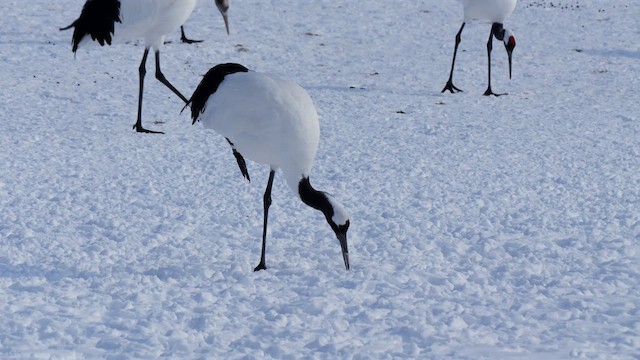 Red-crowned Crane - ML642800773