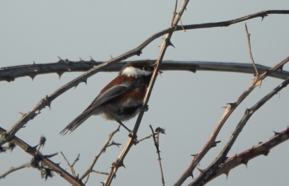 Chestnut-backed Chickadee - ML642800798