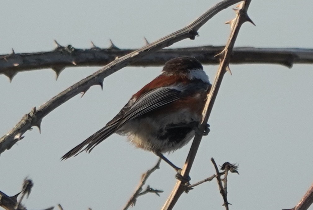 Chestnut-backed Chickadee - ML642800800