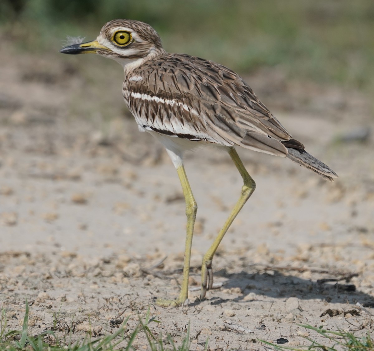 Indian Thick-knee - ML642800820