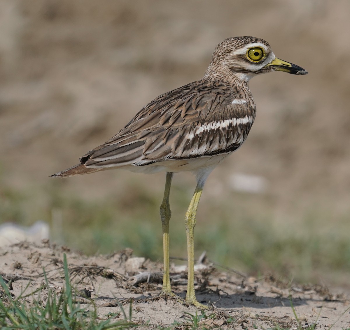 Indian Thick-knee - ML642800825