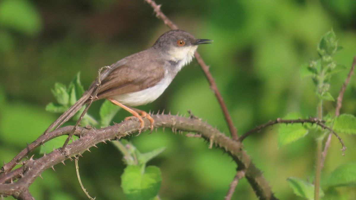 Gray-breasted Prinia - ML642800828