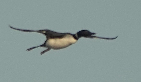 Common Loon - ML642800832