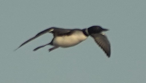 Common Loon - ML642800838