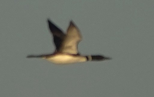 Common Loon - ML642800840