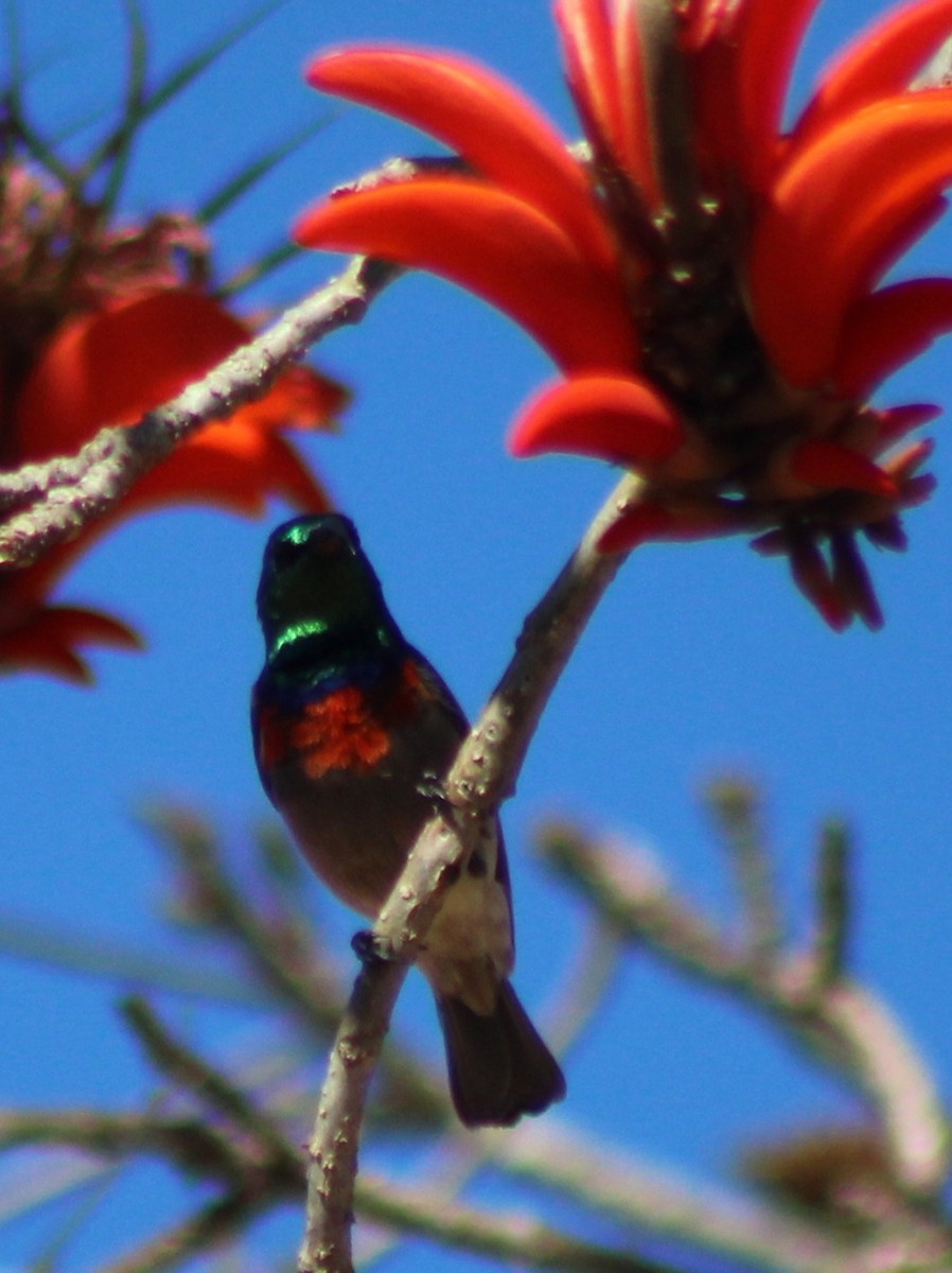 Eastern Miombo Sunbird - ML642800842