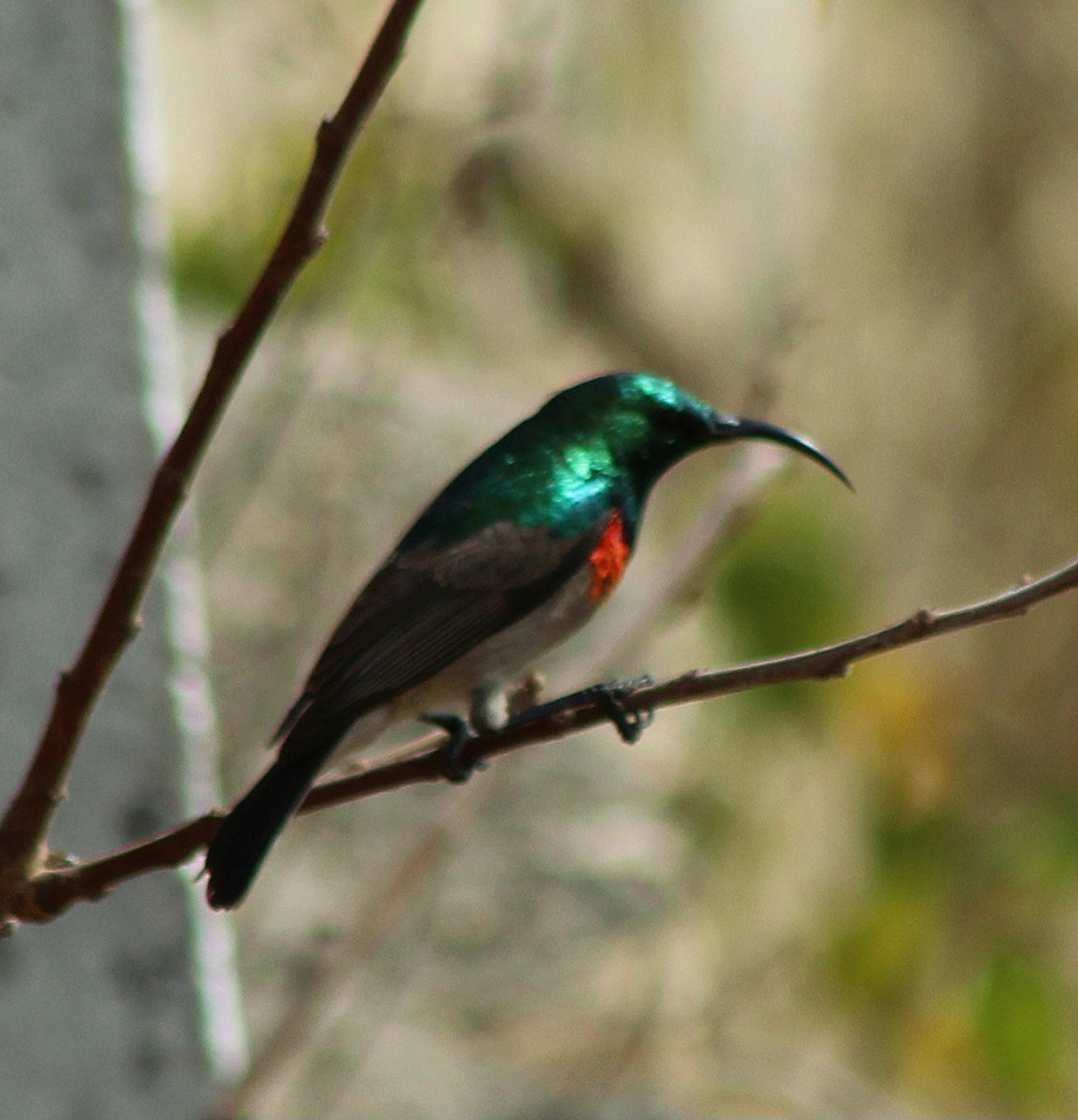 Eastern Miombo Sunbird - ML642800844