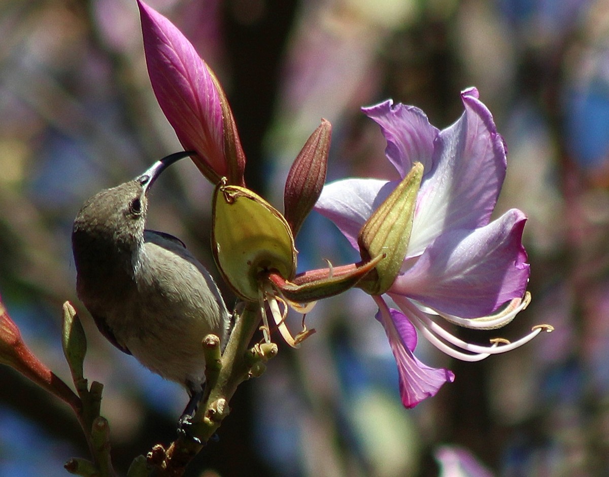 Eastern Miombo Sunbird - ML642800845