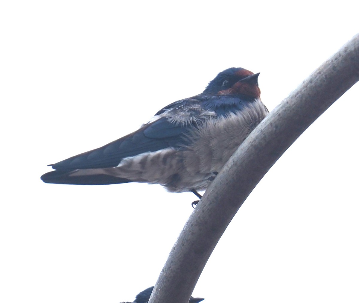 Angola Swallow - ML642800847