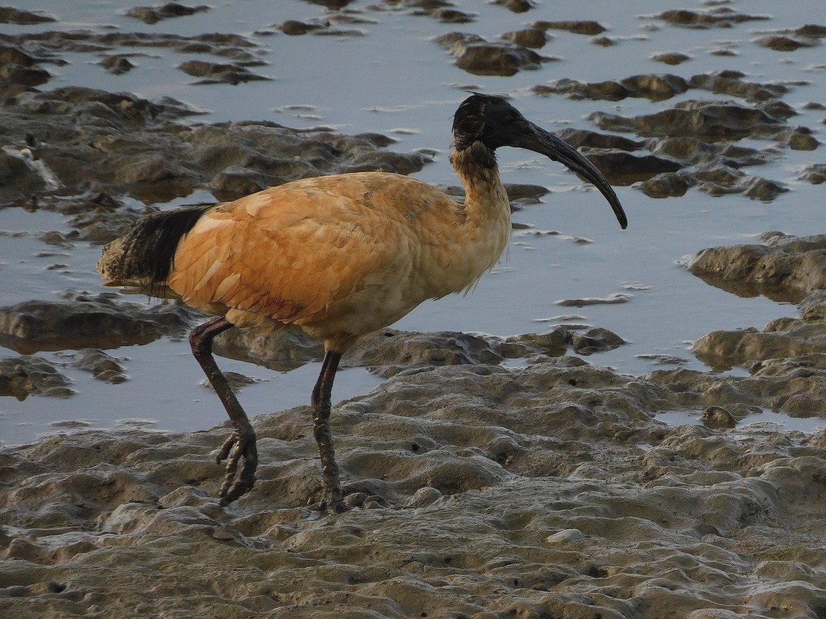 Australian Ibis - ML642800849