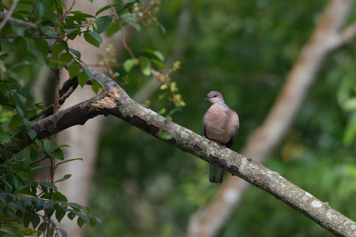 Spotted Dove - ML642800857