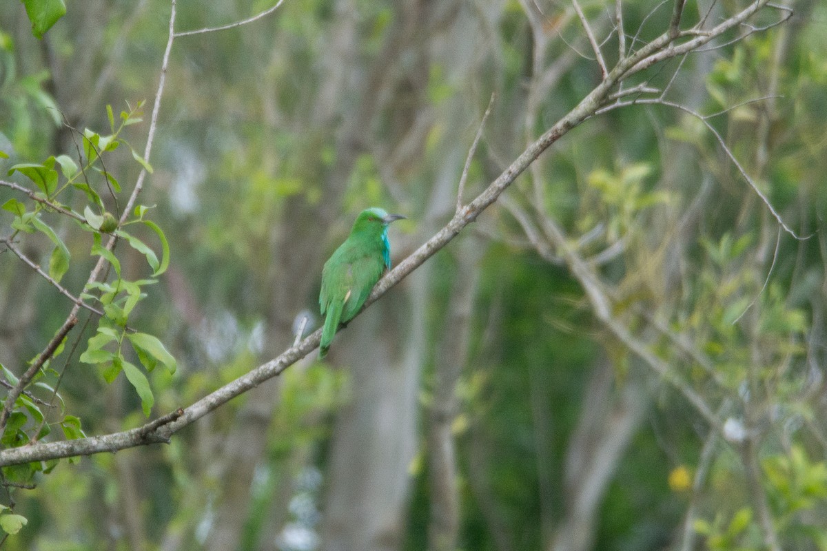 Blue-bearded Bee-eater - ML642800866