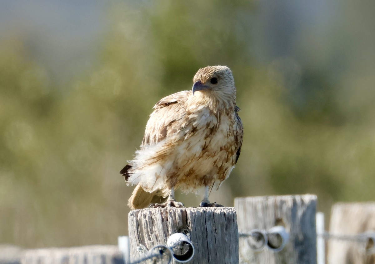 Whistling Kite - ML642800867