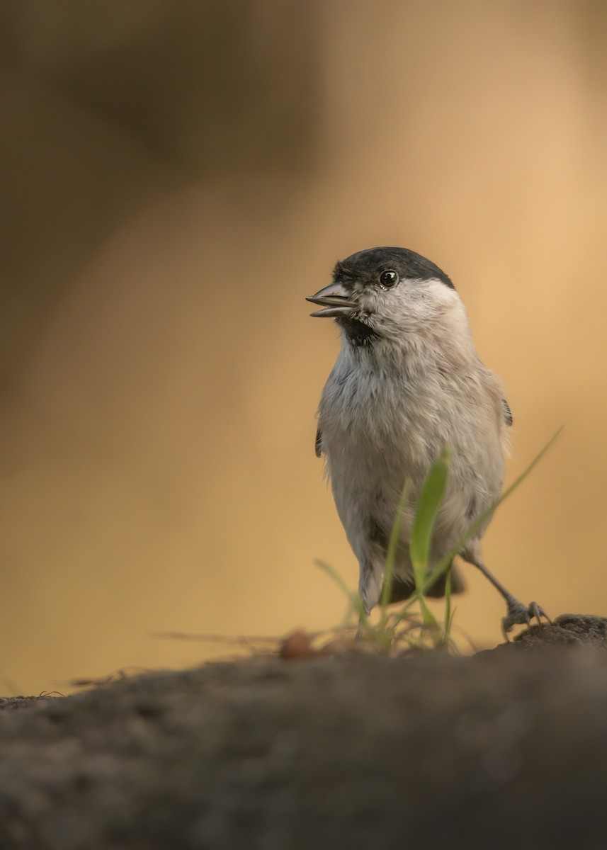 Marsh Tit - ML642800873