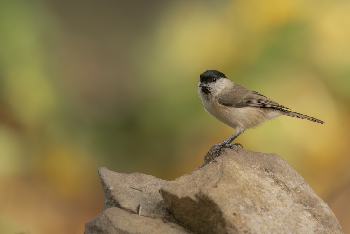 Marsh Tit - ML642800874