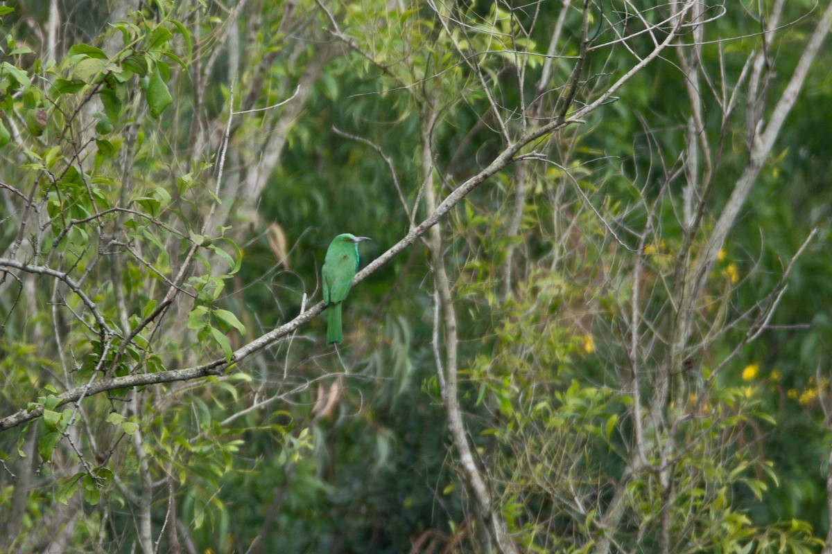 Blue-bearded Bee-eater - ML642800875