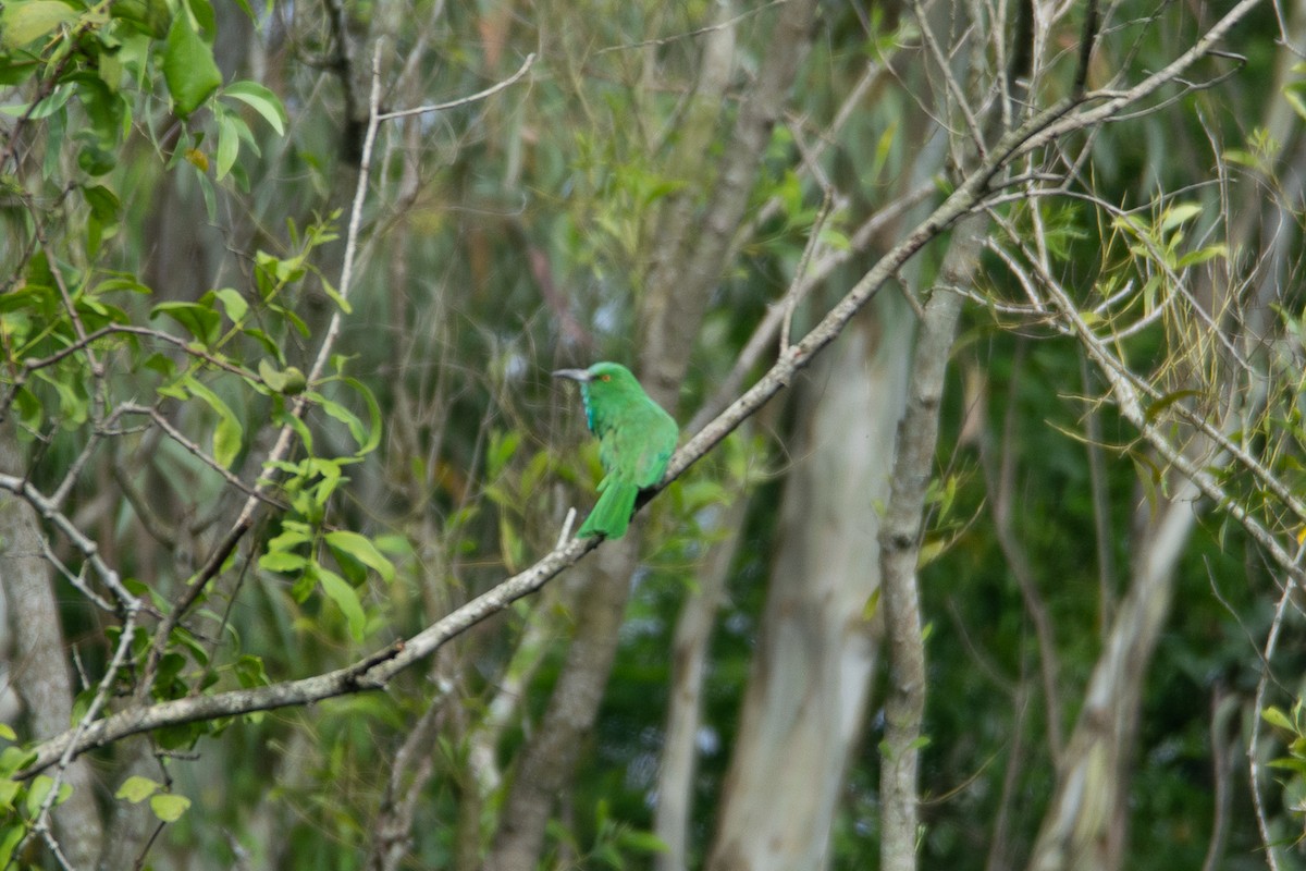 Blue-bearded Bee-eater - ML642800876