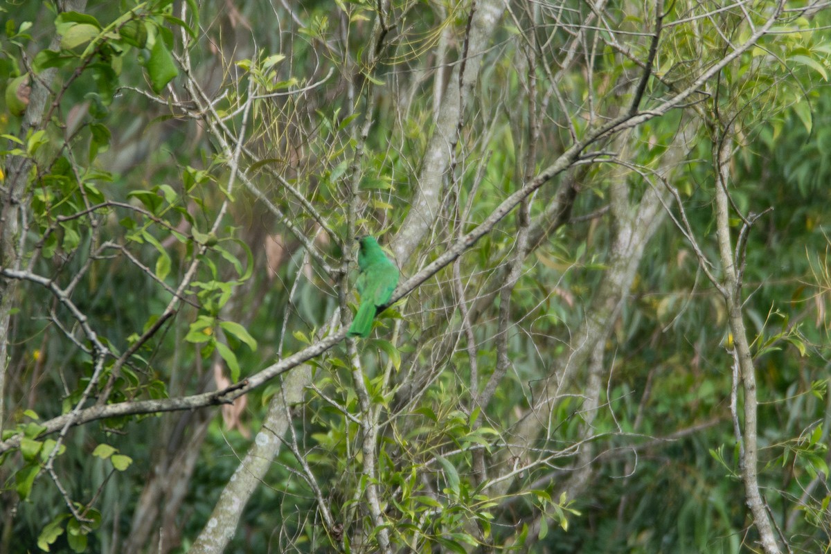 Blue-bearded Bee-eater - ML642800877
