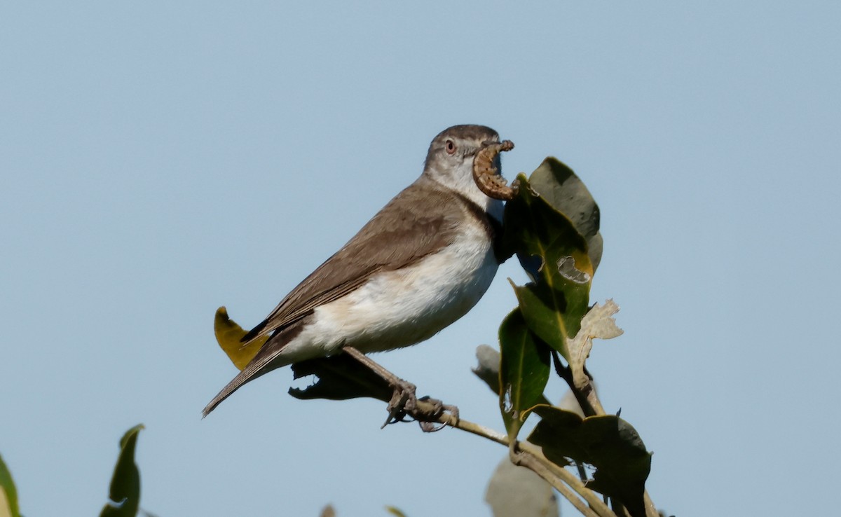 White-fronted Chat - ML642800879