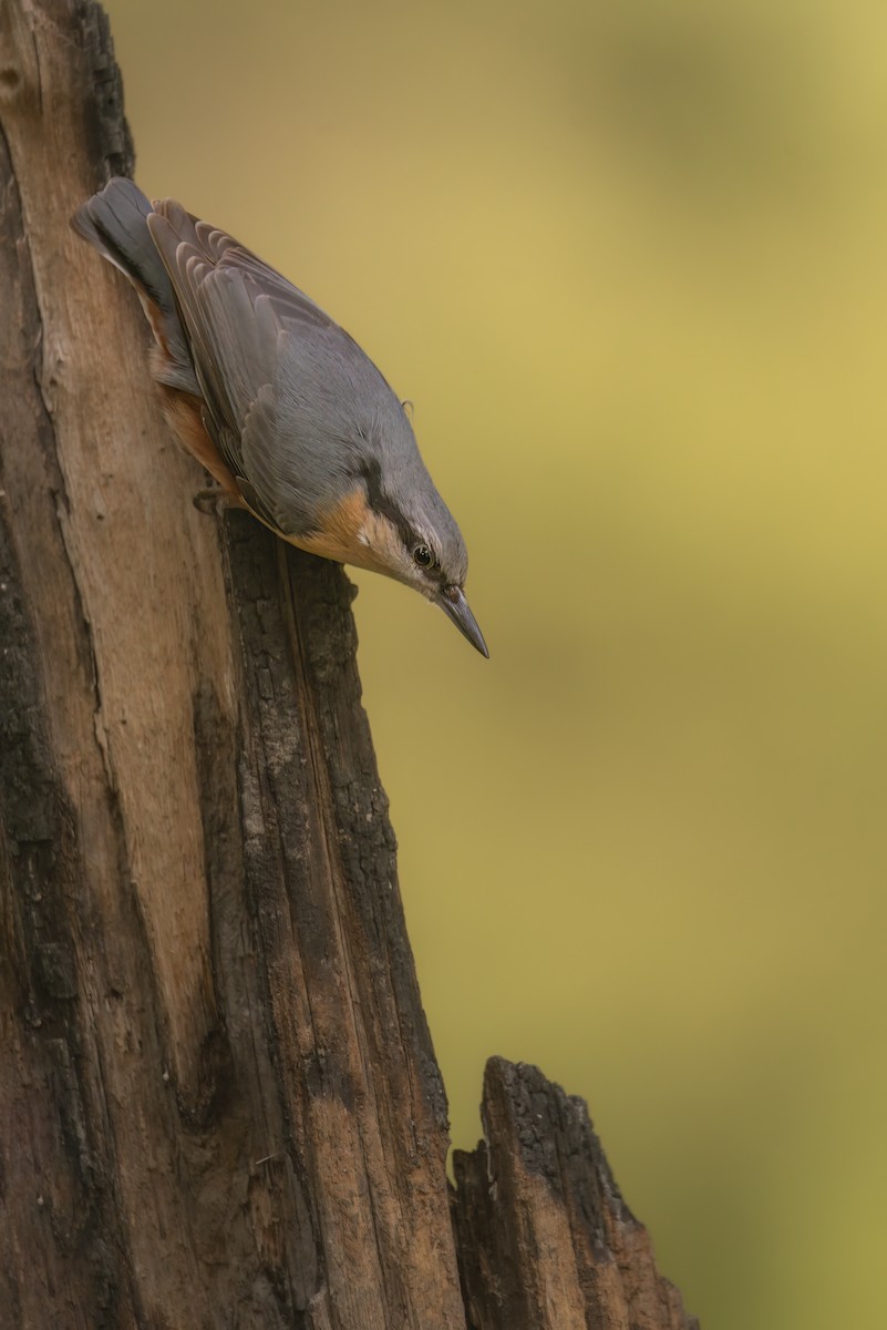 Eurasian Nuthatch - Matteo Mambelli