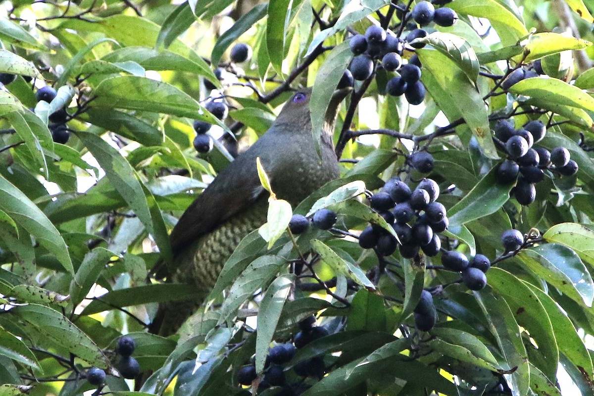 Satin Bowerbird - ML642800906