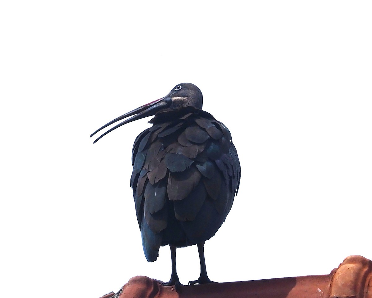 Hadada Ibis - ML642800909